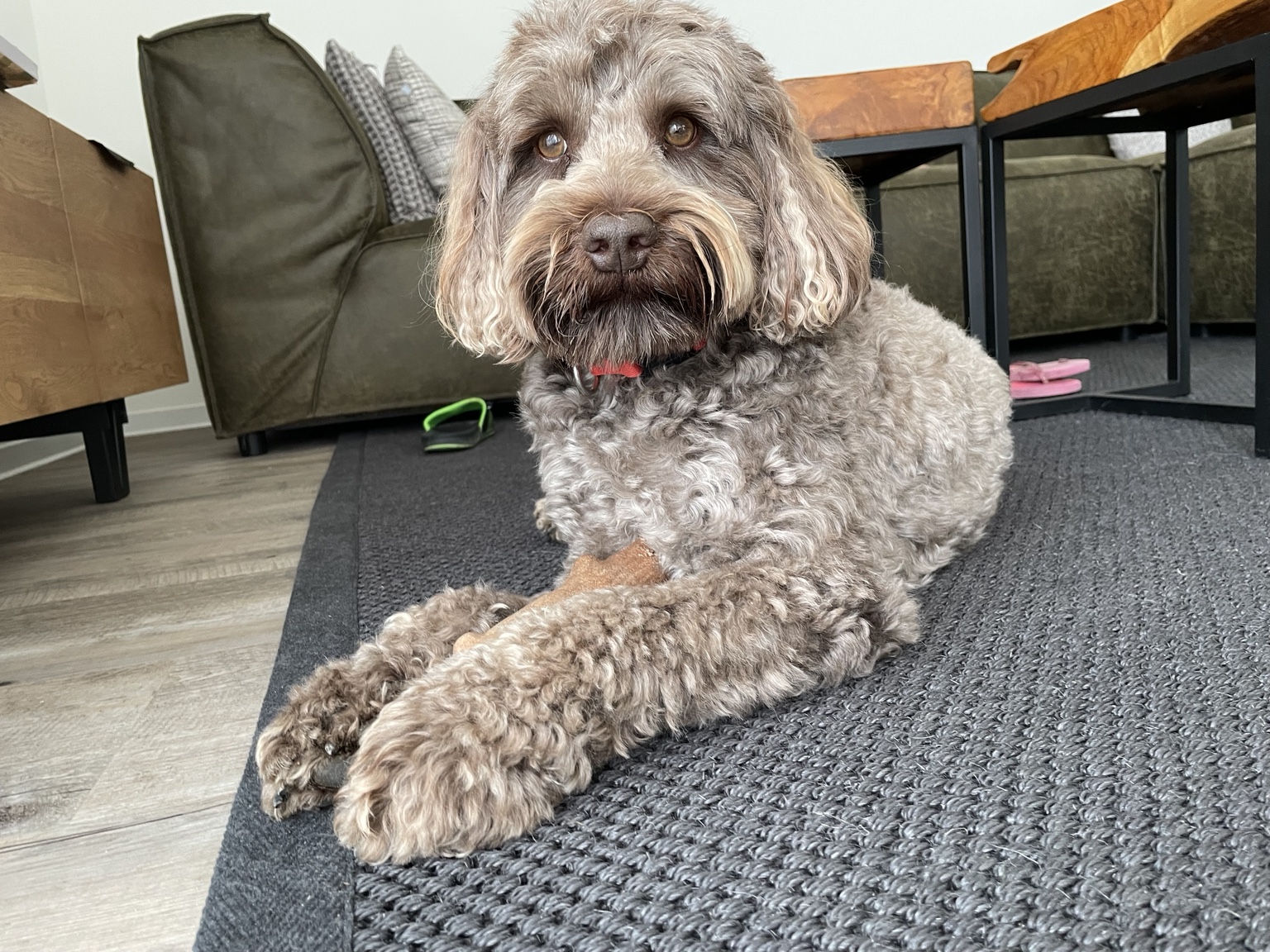 Hond ontspannen in de woonkamer van vakantiehuis 226